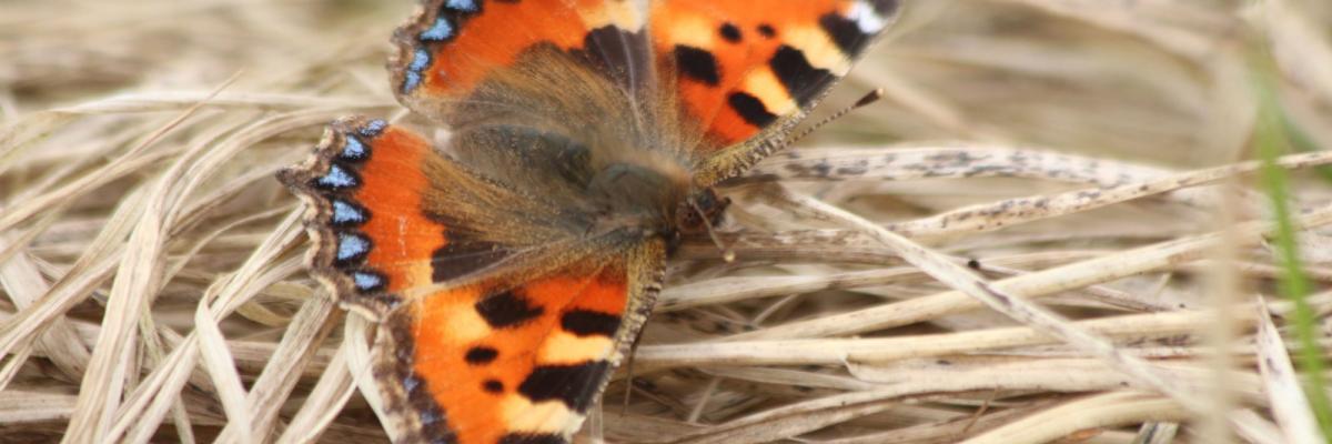 Small tortoiseshell butterfly sat with wings open on straw (c) Ellie Bladon