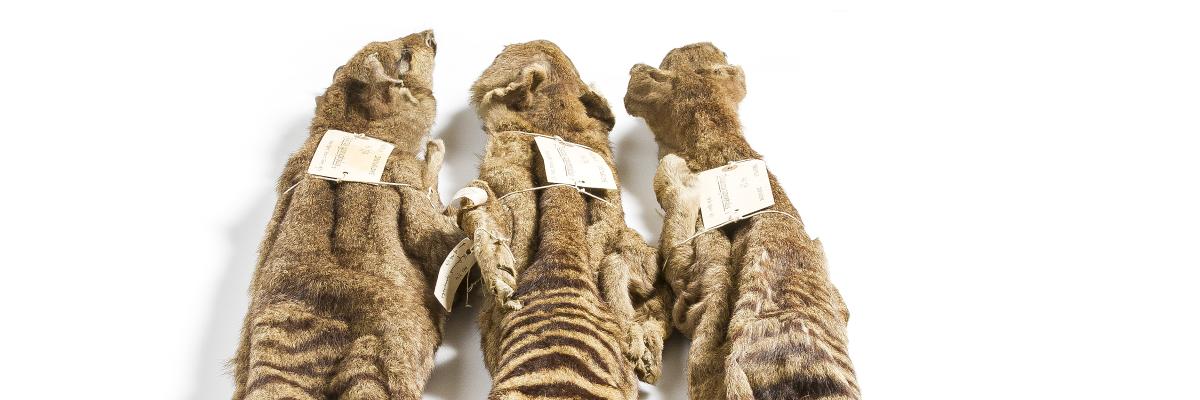 Thylacine skins