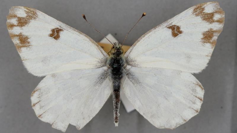 Bath white butterfly