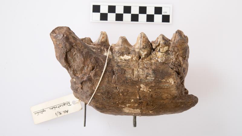 A section of Diprotodon optatum jaw