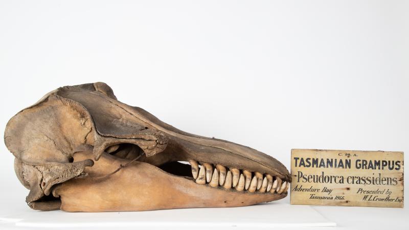 Crowther, skull of false killer whale