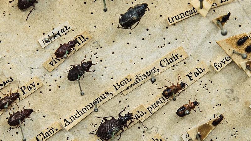Darwin's Beetle Box | Museum of Zoology