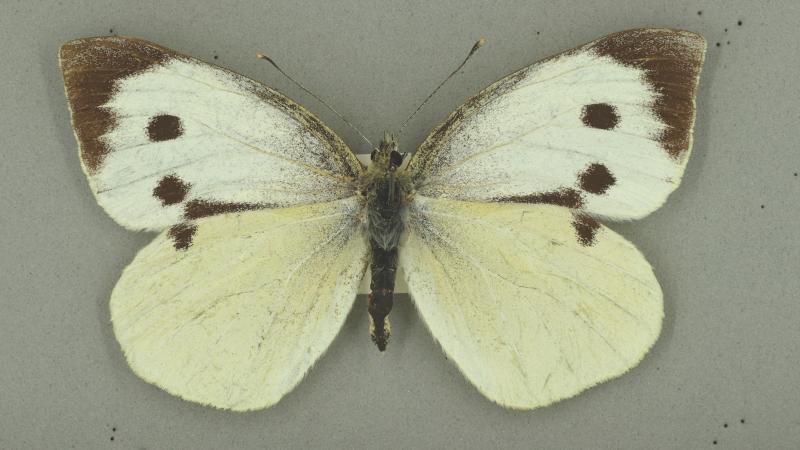 Large white butterfly