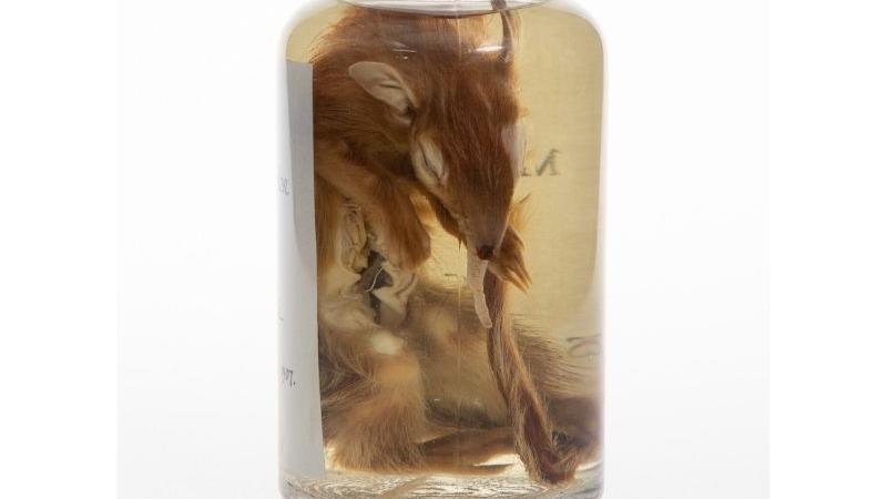 Marten, preserved numbat