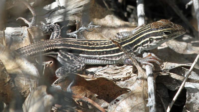 New Mexico whiptail lizard