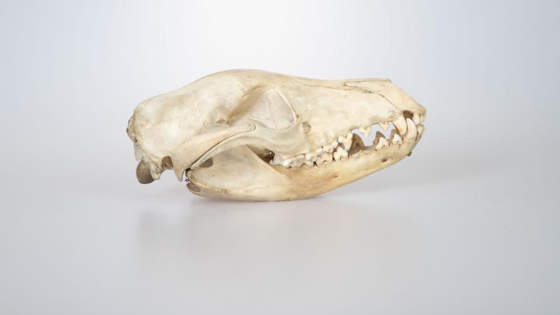 Schwarzchild thylacine