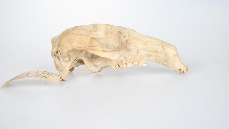 Wallaby skull
